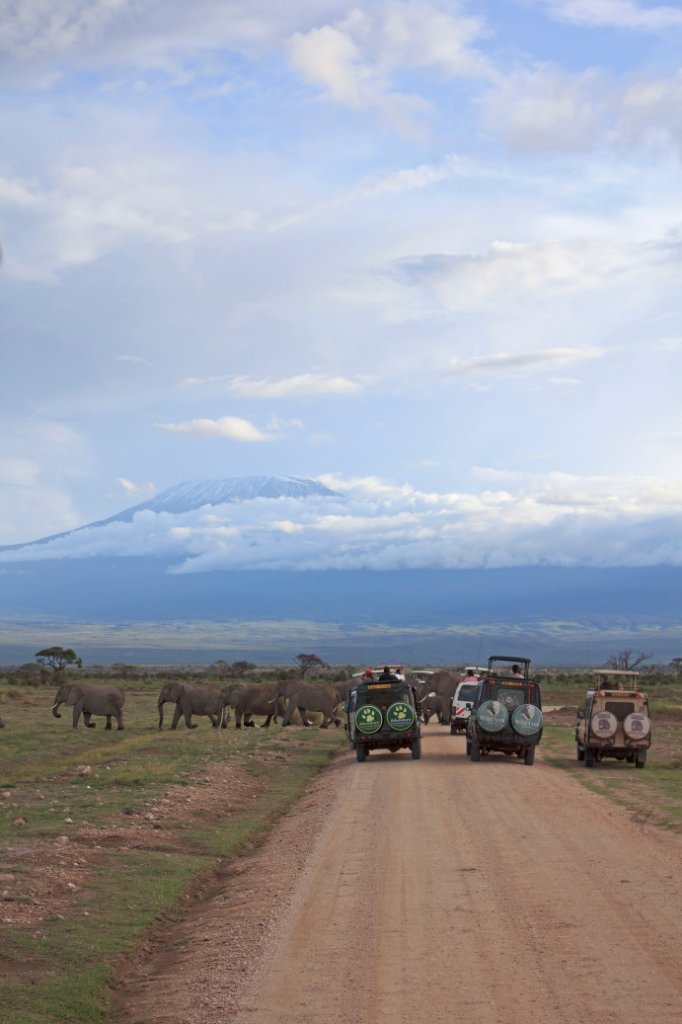 22-Elephant herd with the Kibo peak of Mount Kilimanjaro.jpg - Elephant herd with the Kibo peak of Mount Kilimanjaro